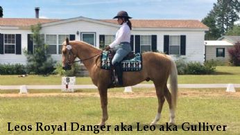 Leos Royal Danger aka Leo aka Gulliver